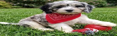 Cockapoo 1