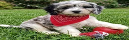 Cockapoo dogs for sale: Cockapoo 1 - Ad 1