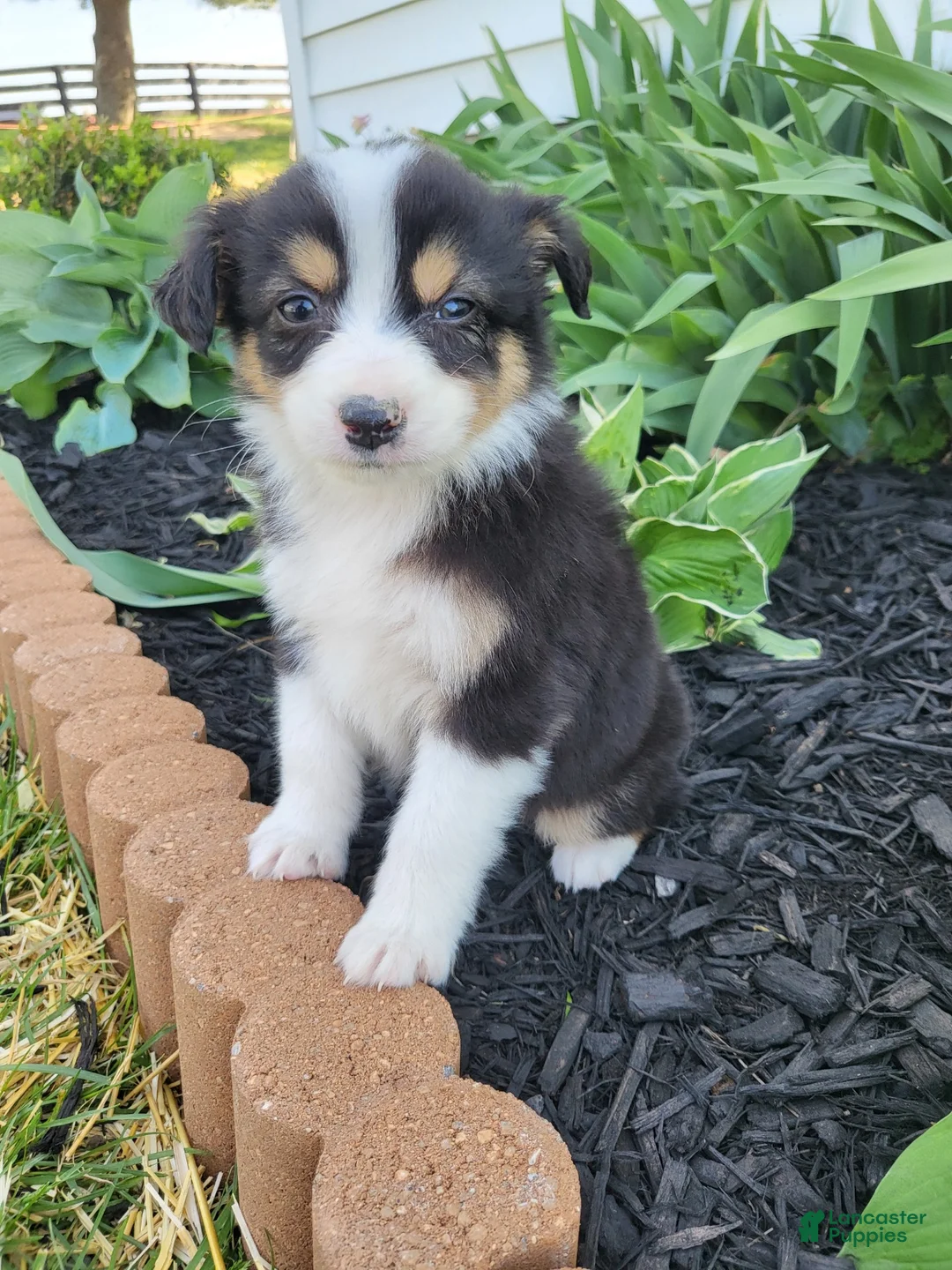 Australian Shepherd dogs for sale: Australian Shepherd Puppy 6 - Ad 3