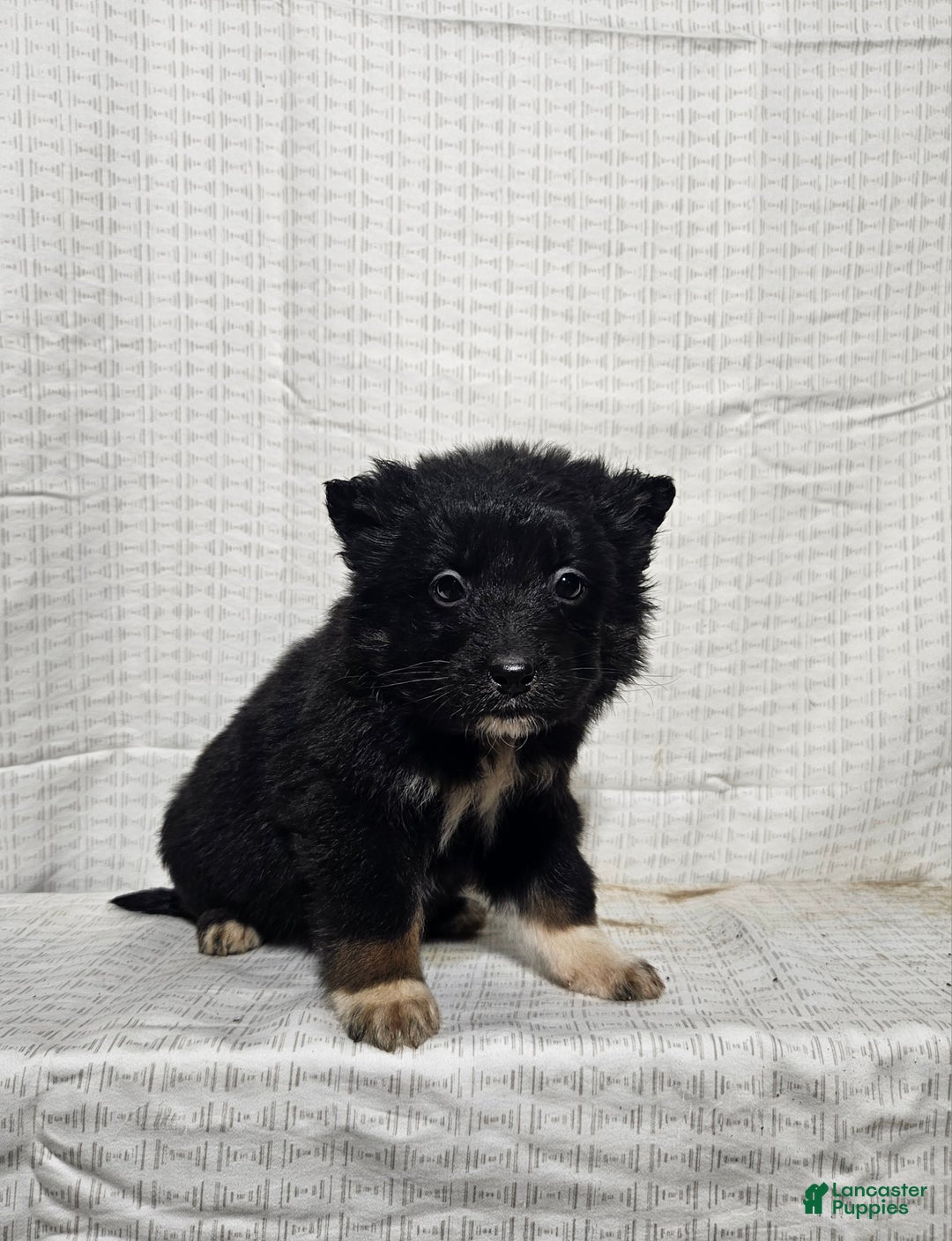 Mixed Breed dogs for sale: Lindsey  - Ad 4