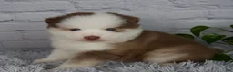 Pomsky dogs for sale: Queen - Ad 2