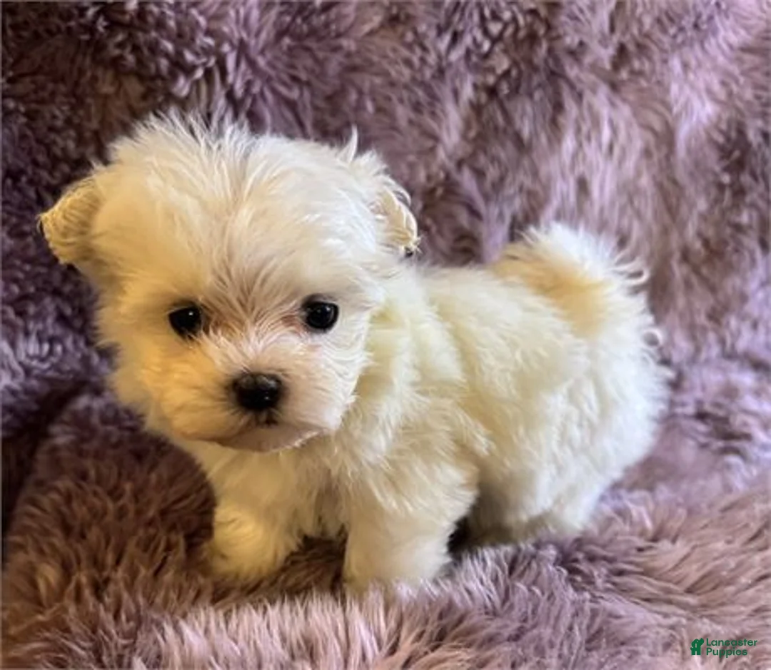 Maltese dogs for sale: Maltese Puppy 1 - Ad 2