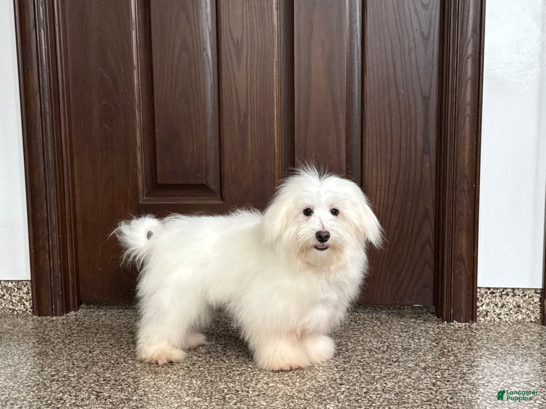 Coton De Tulear dogs for sale: Jj - Ad 2