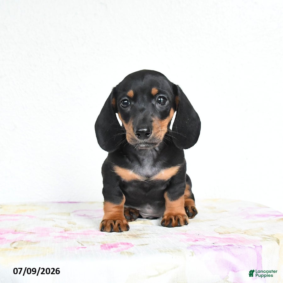 Miniature Dachshund dogs Reggie - Ad 2