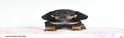 Miniature Dachshund dogs for sale: Reggie - Ad 2