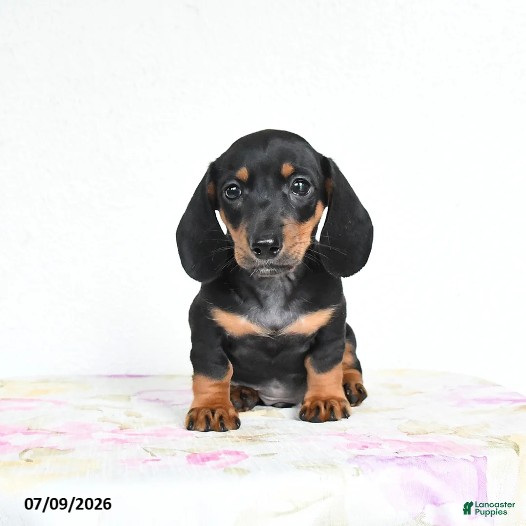 Miniature Dachshund dogs for sale: Reggie - Ad 2