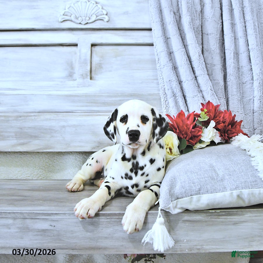 Dalmatian dogs Pongo - Ad 2
