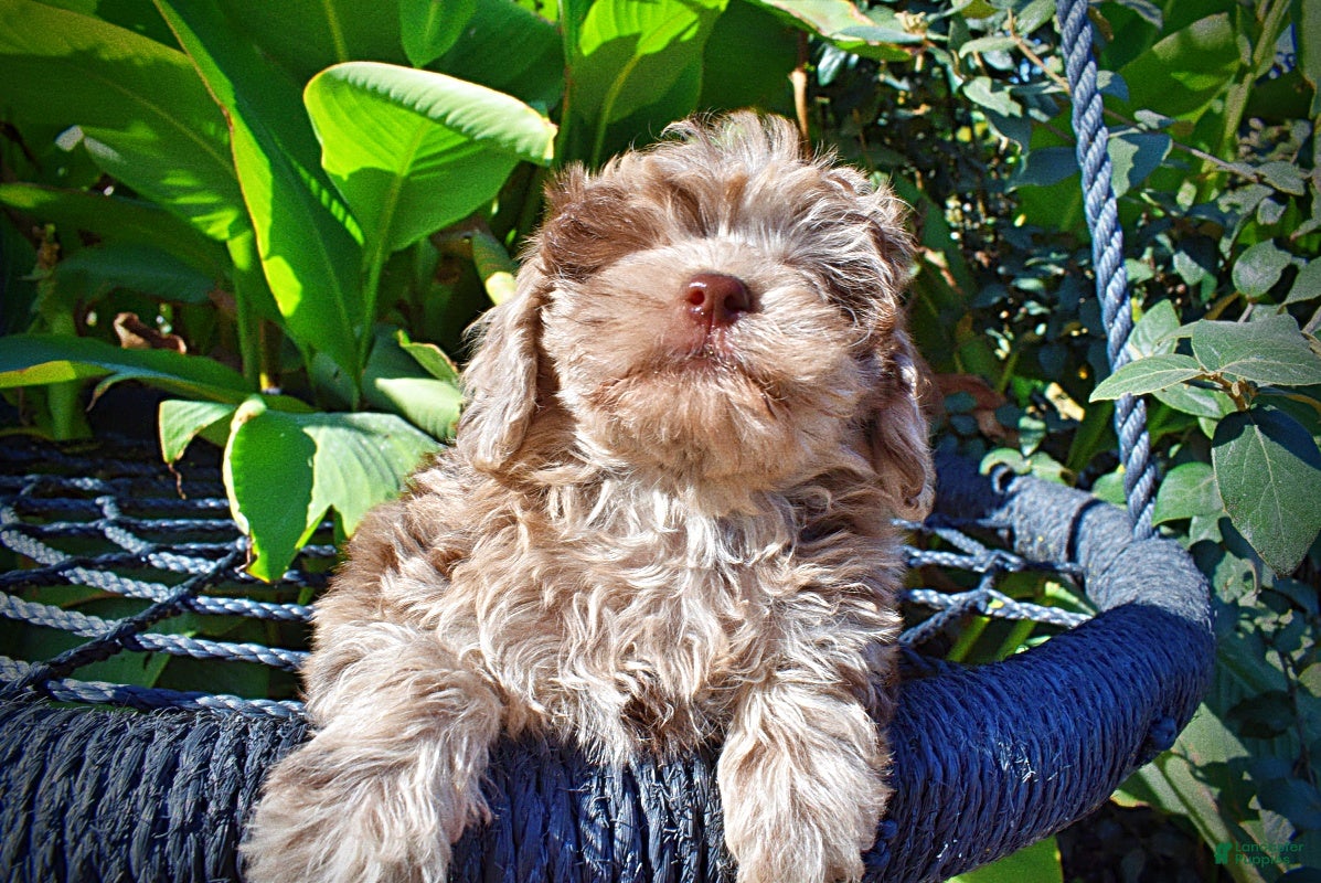 Havapoo dogs for sale: Punky - Ad 2