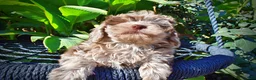 Havapoo dogs for sale: Punky - Ad 2