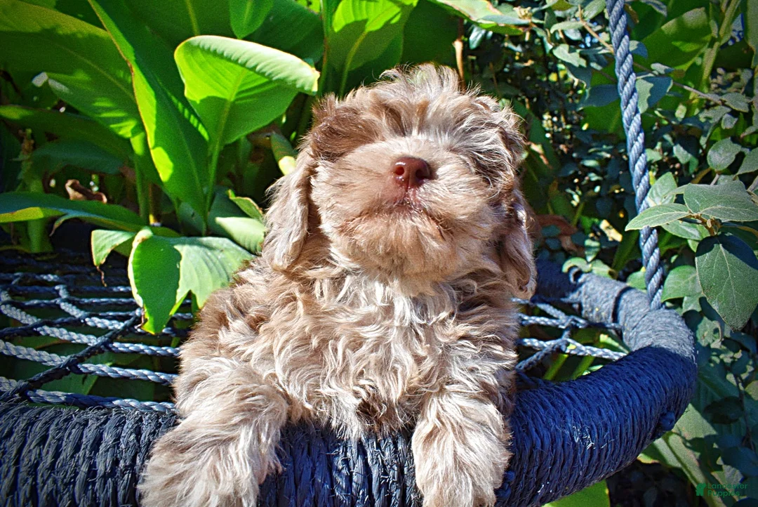 Havapoo dogs for sale: Punky - Ad 2