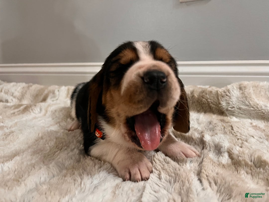 Basset Hound dogs for sale: Tweeder - Ad 1