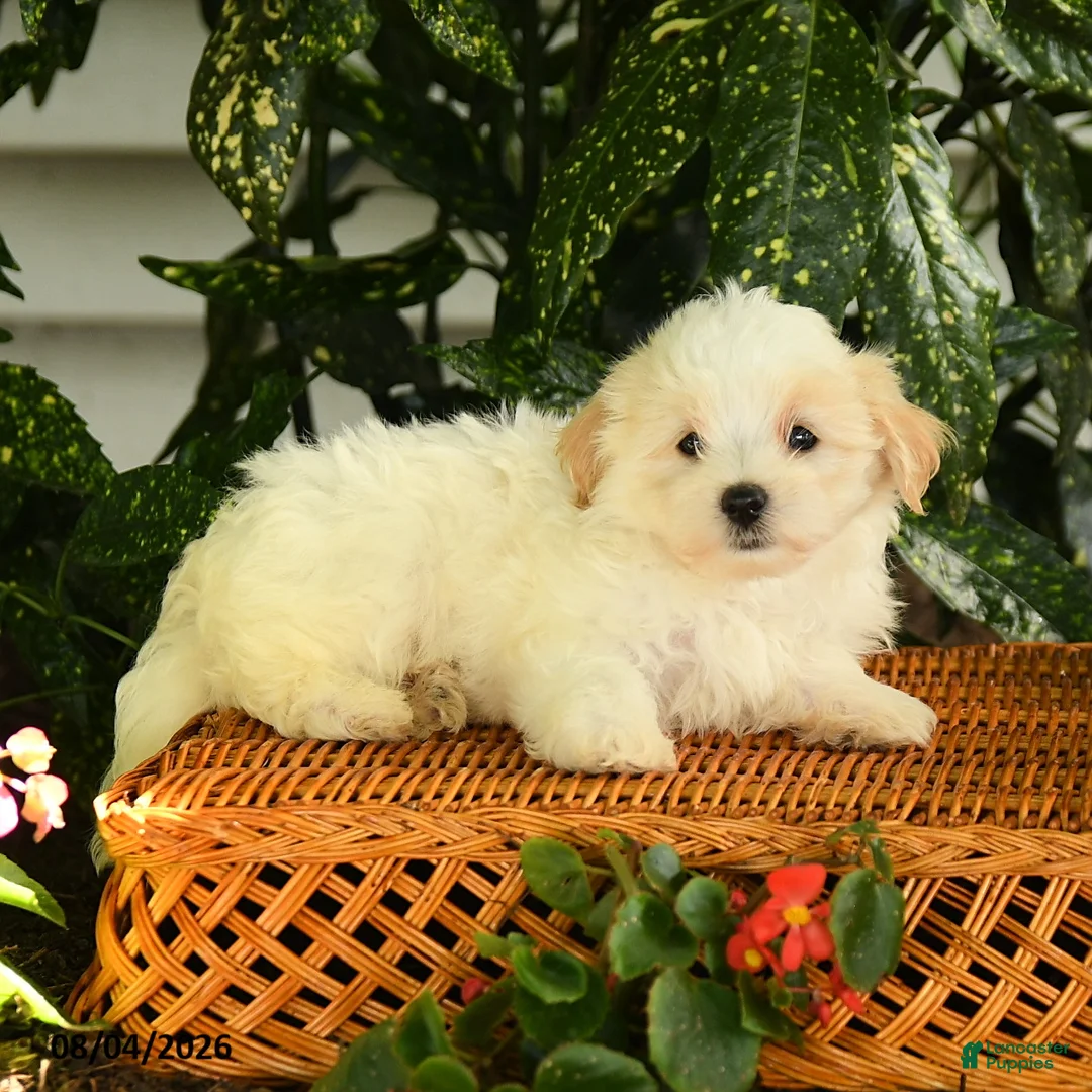 Maltipoo dogs for sale: Pete - Ad 3