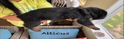 Rottweiler dogs for sale: Atticus - Ad 4