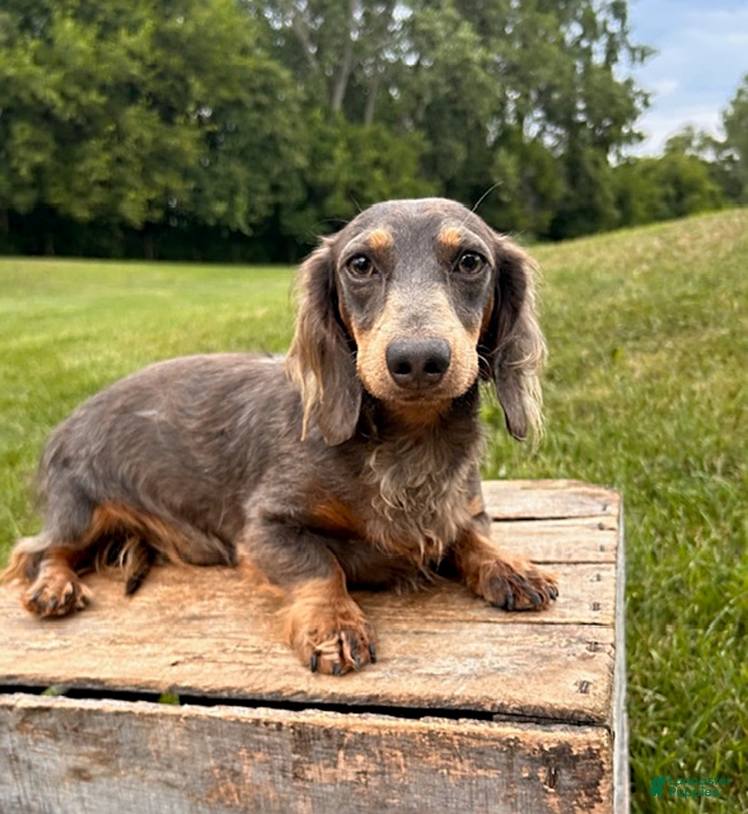 Miniature Dachshund dogs for sale: Henry - Ad 5