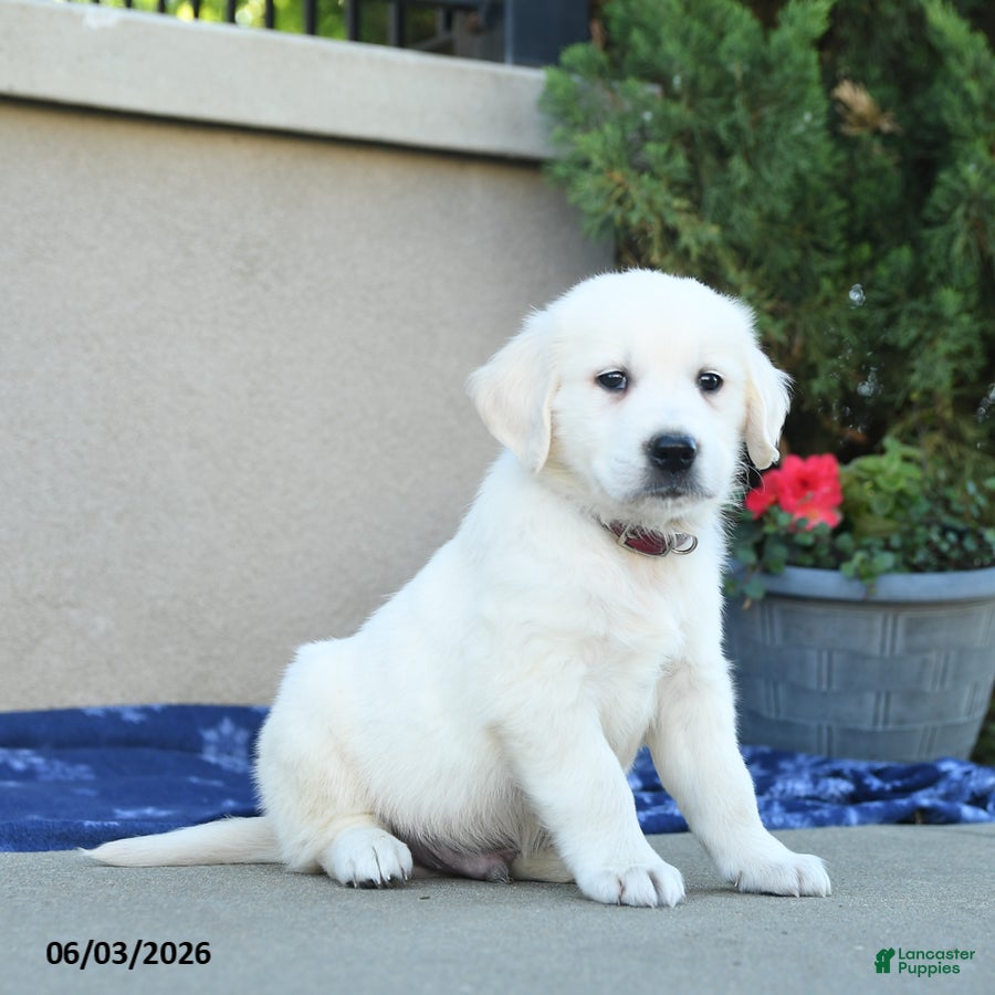 Golden Retriever dogs for sale: Freddy - Ad 5