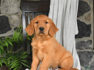 Golden Retriever dogs - Ad 42