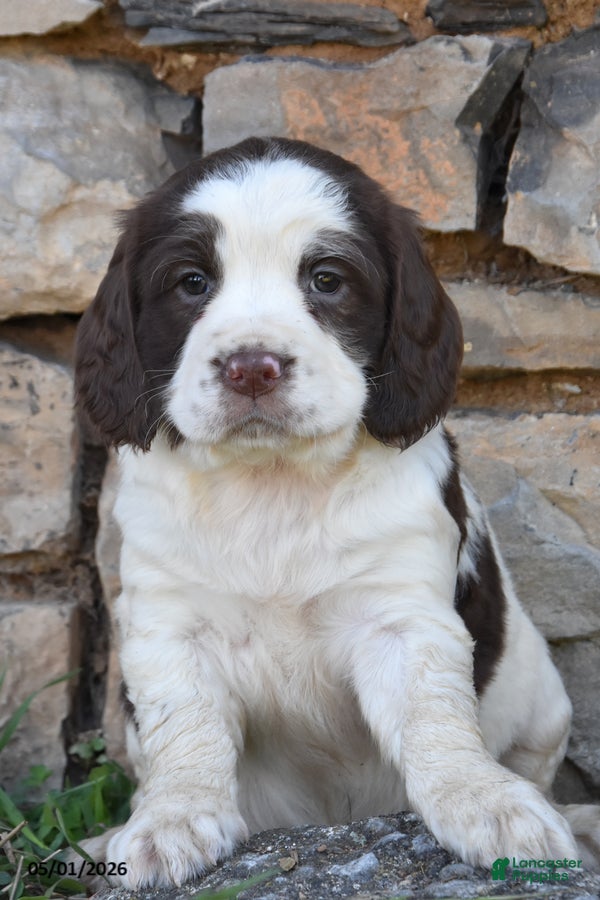 English Springer Spaniel dogs for sale: Skyla - Ad 2
