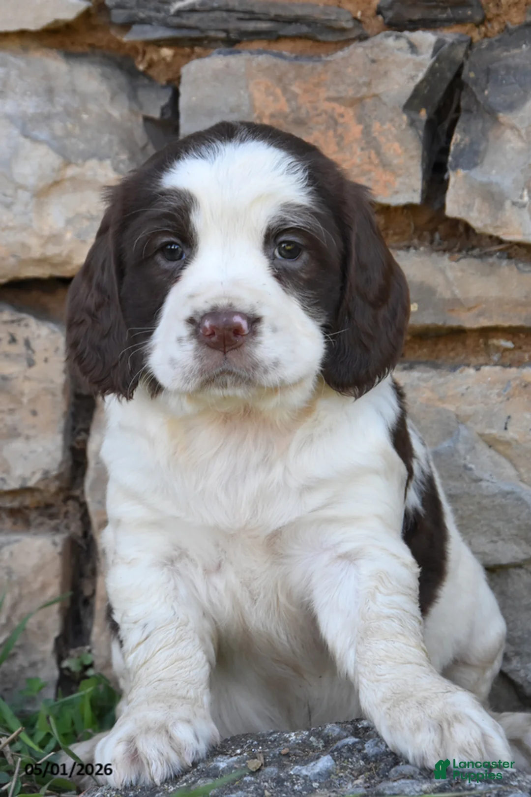 English Springer Spaniel dogs for sale: Skyla - Ad 1