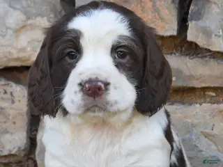 English Springer Spaniel dogs for sale: Skyla - Ad 2