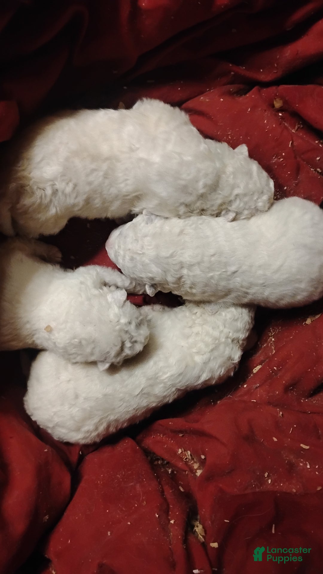 Samoyed dogs for sale: Samoyed Puppy 1 - Ad 1