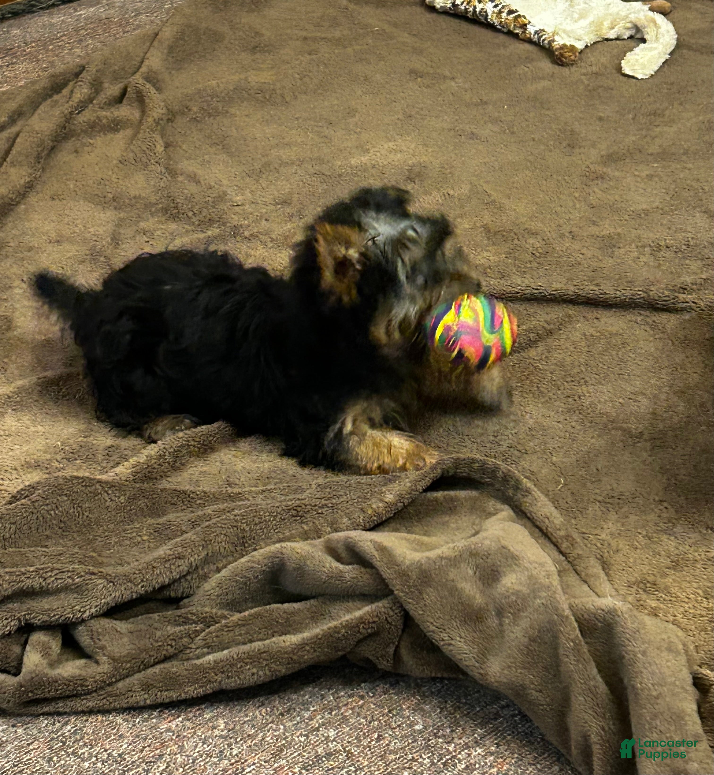 Silky Terrier dogs Chip - Ad 2