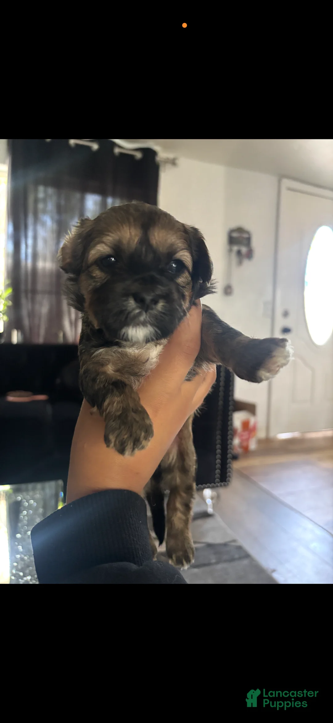 Shorkie dogs for sale: Shorkie 3 - Ad 1