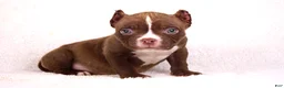 American Bully dogs for sale: Chocolate Male - Ad 1