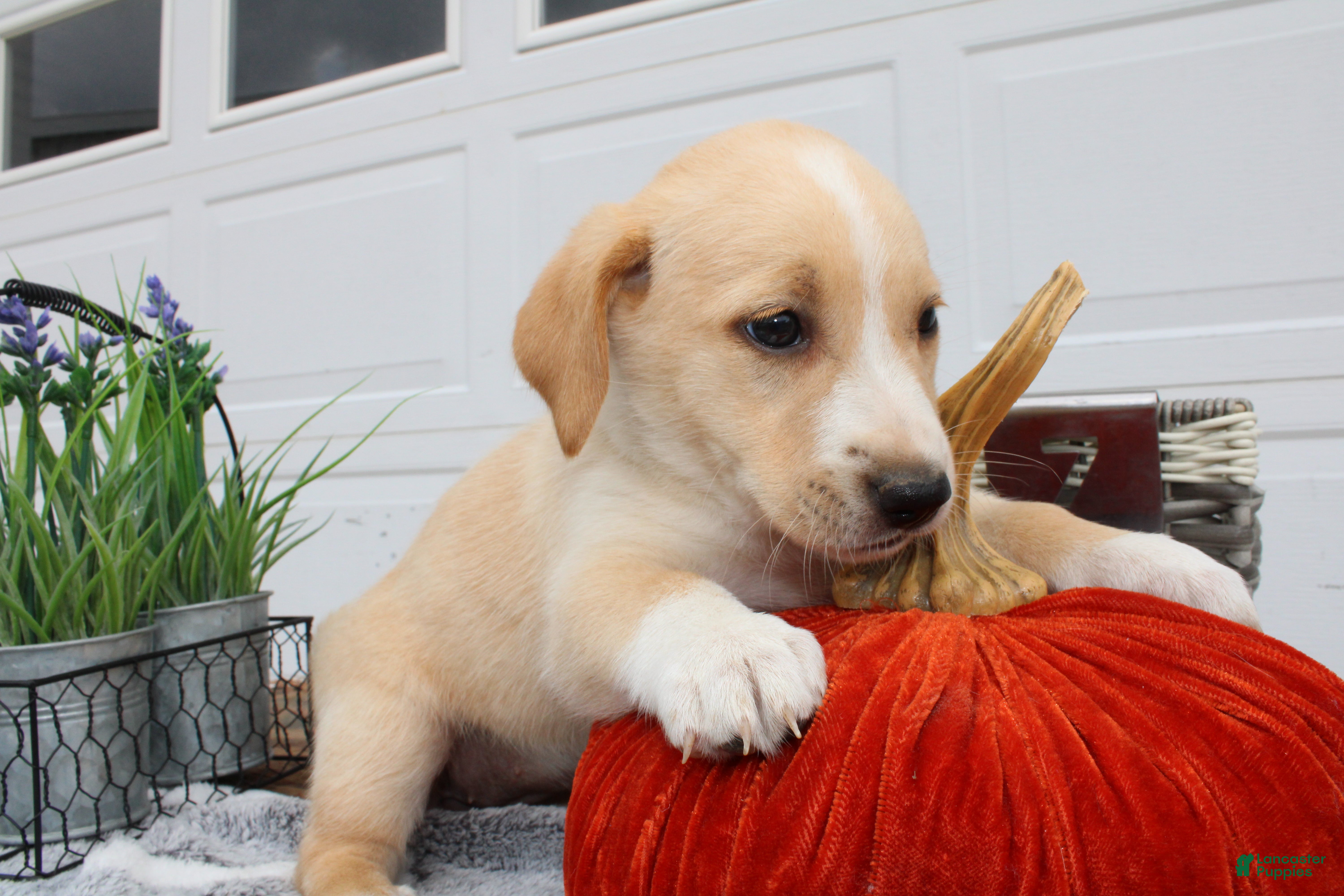 Retriever Goldador Puppies for sale Lancaster Puppies