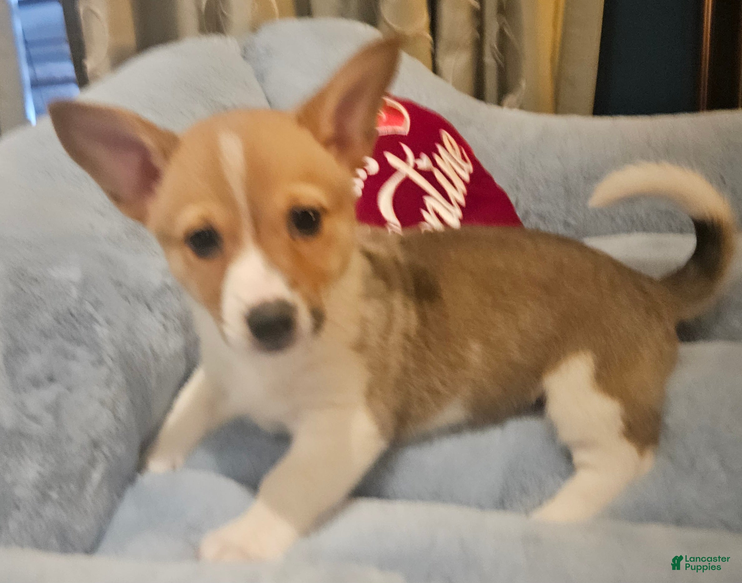 Mixed Breed dogs Chanel - Ad 33