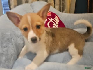 Mixed Breed dogs Chanel - Ad 33