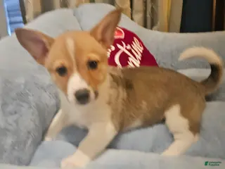 Mixed Breed dogs Chanel - Ad 18