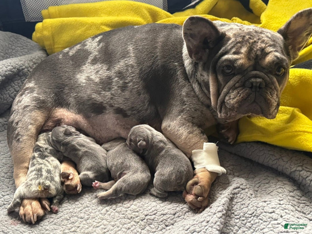 French Bulldog dogs for sale: French Bulldog Puppy 1 - Ad 11