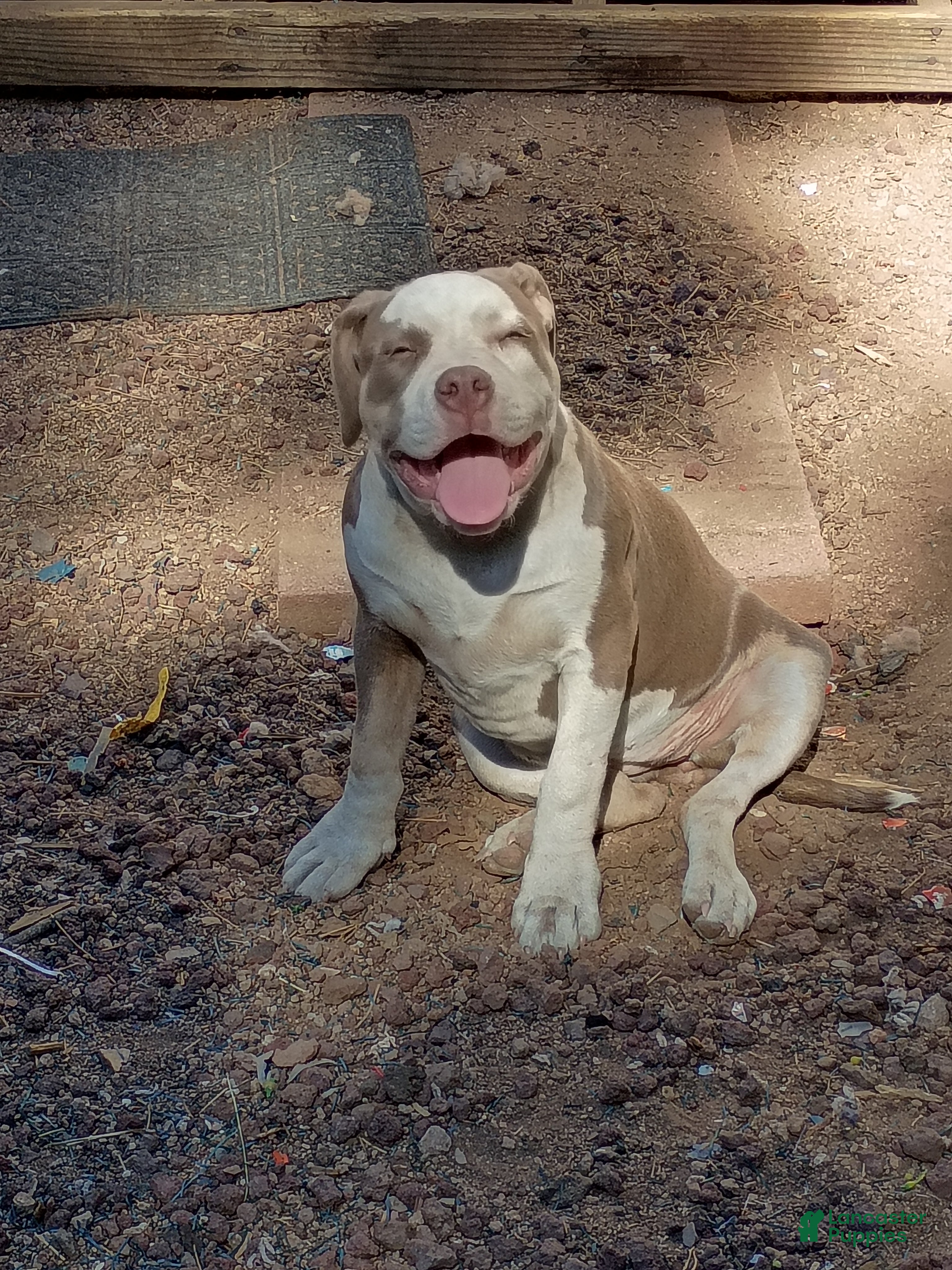 American Bully dogs American Bully 2 - Ad 29