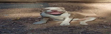 American Bully 2