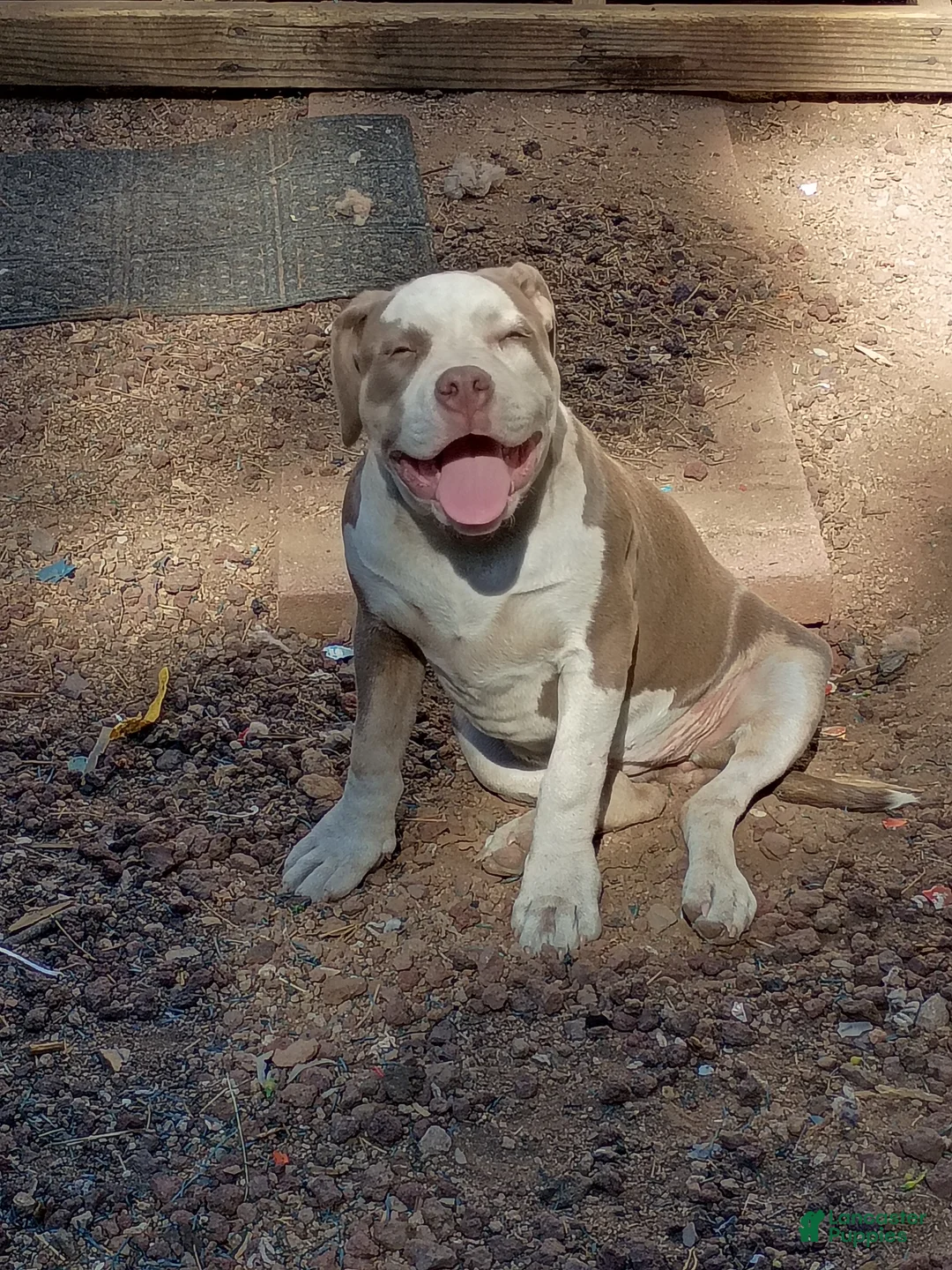 American Bully dogs for sale: American Bully 2 - Ad 1