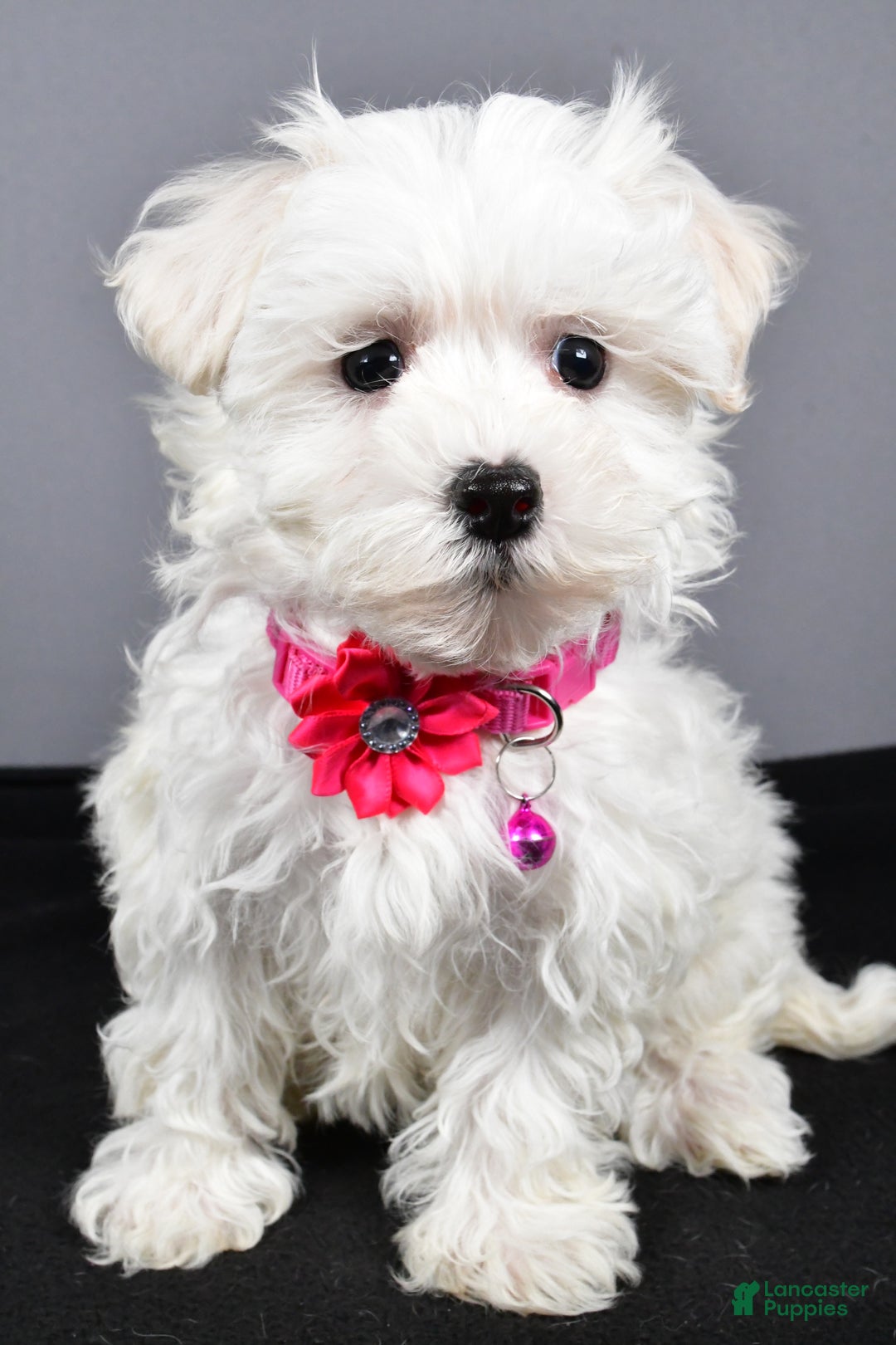 Maltipoo dogs for sale: Lexi - Ad 6
