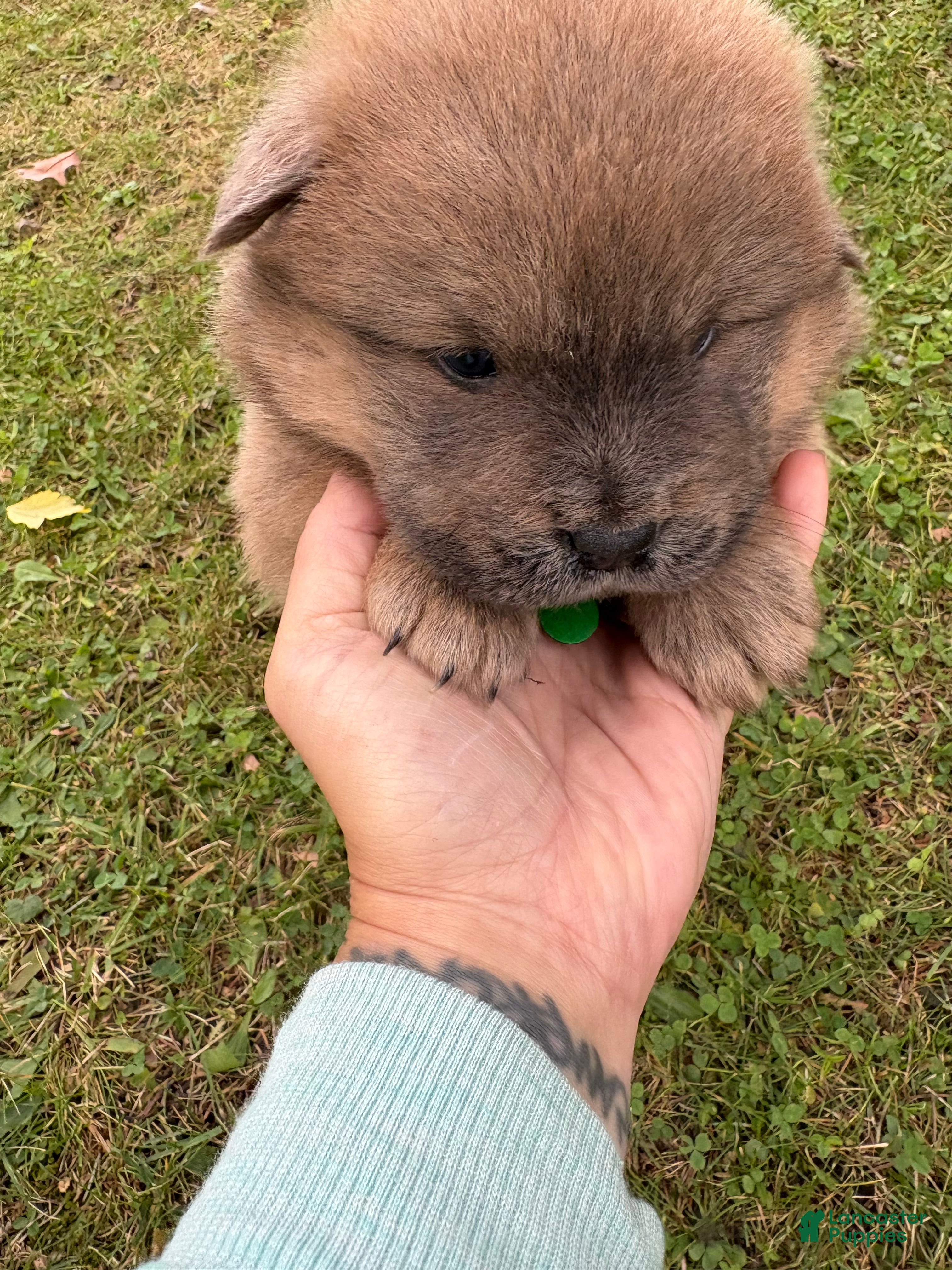 Mixed Breed dogs for sale: Emma - Ad 3