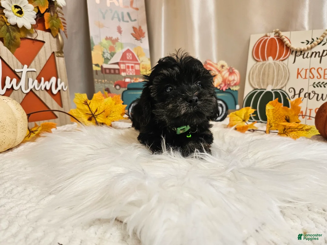 Yorkiepoo dogs for sale: Andy Lynn - Ad 2