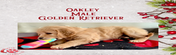 Golden Retriever dogs for sale: Oakley Golden Retriever, Male - Ad 4