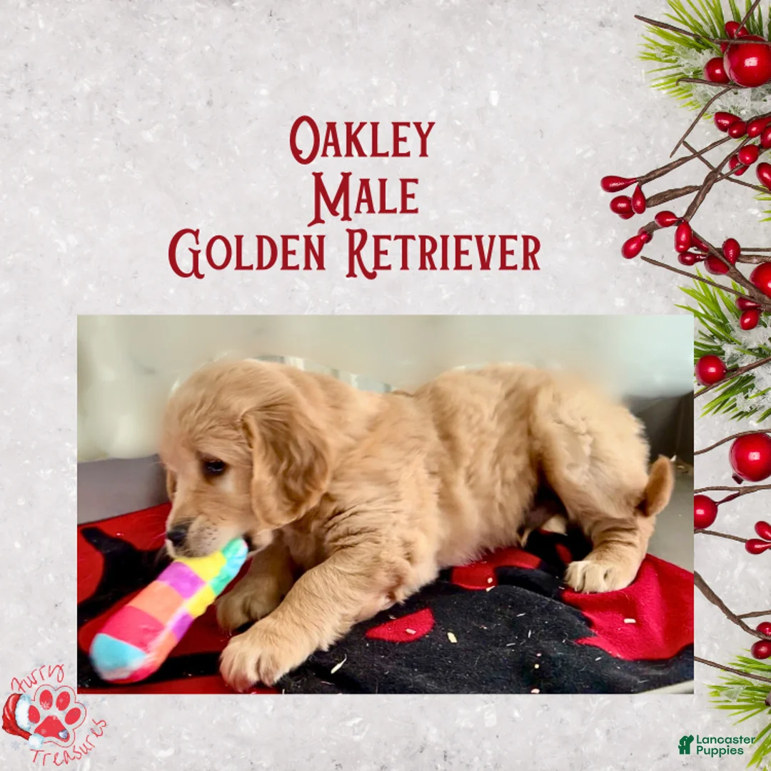 Golden Retriever dogs for sale: Oakley, Golden Retriever, Male - Ad 14