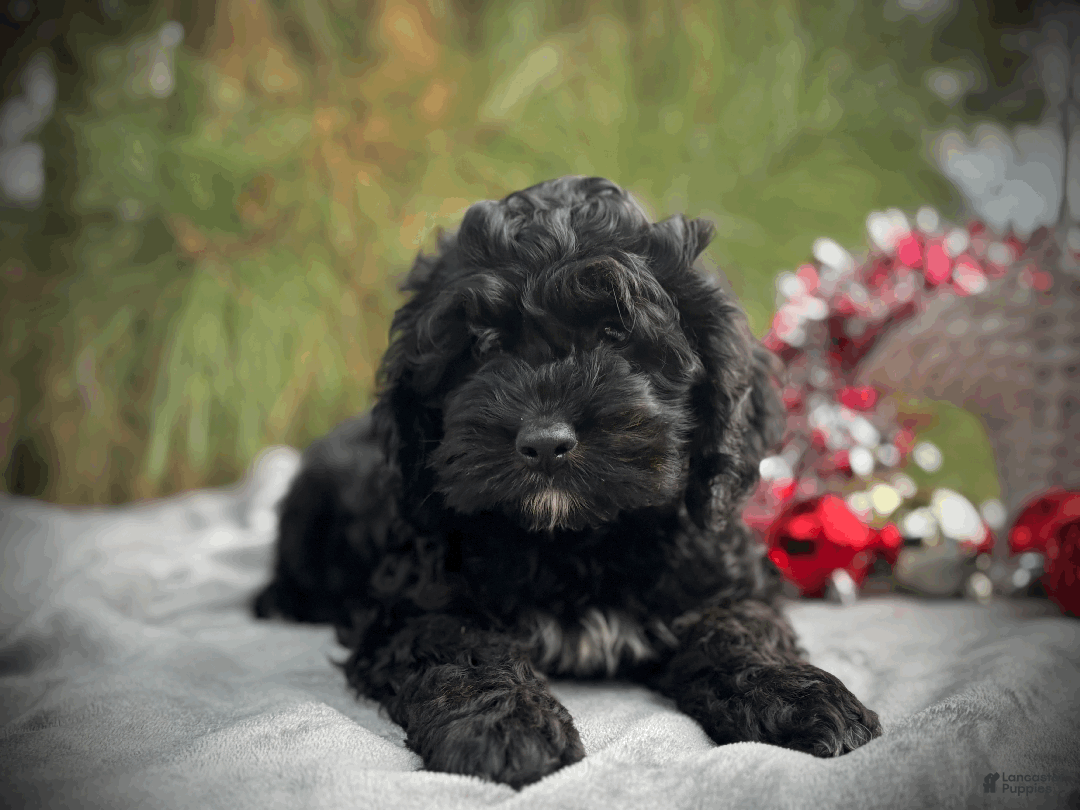 Cockapoo dogs for sale: Blaze - Ad 3