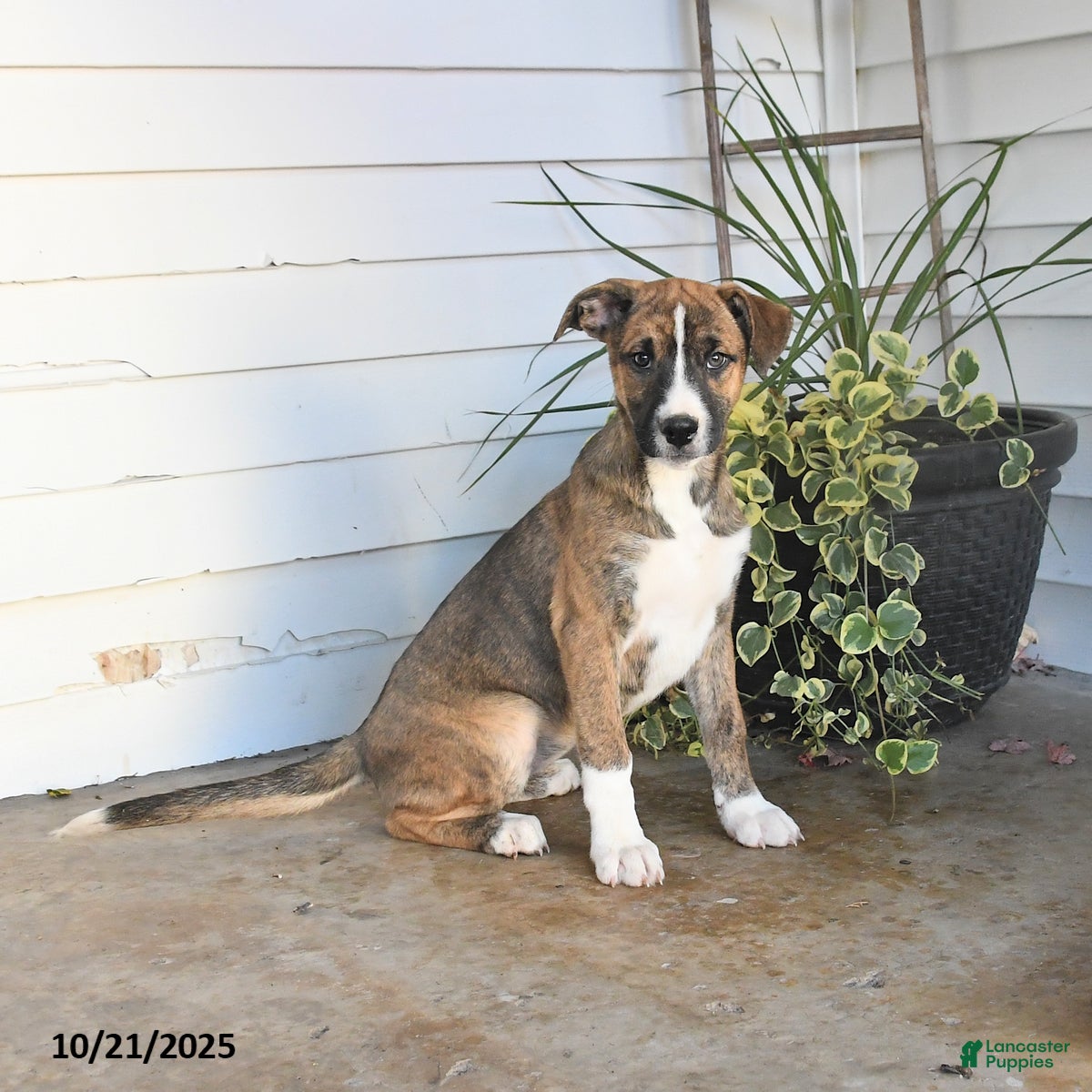 Husky Boxer Puppies for sale Lancaster Puppies