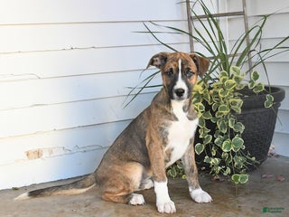 Mixed Breed dogs - Ad 36