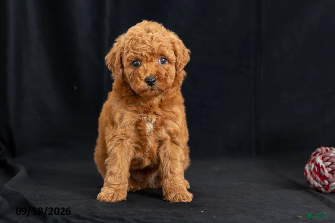 Mini Goldendoodle dogs for sale: Dora - Ad 1