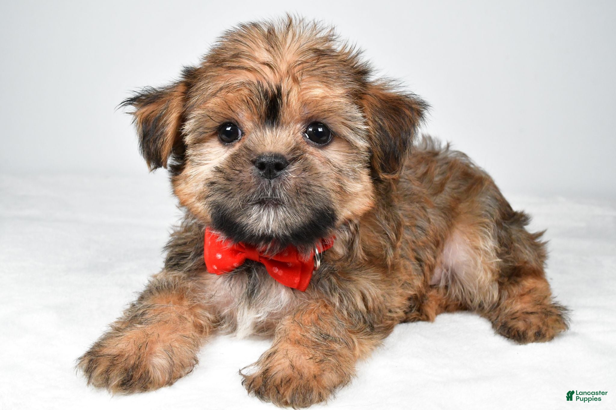 Shorkie dogs Archie - Ad 2