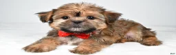 Shorkie dogs for sale: Archie - Ad 2
