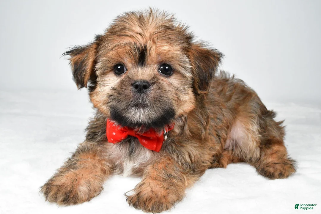 Shorkie dogs for sale: Archie - Ad 2