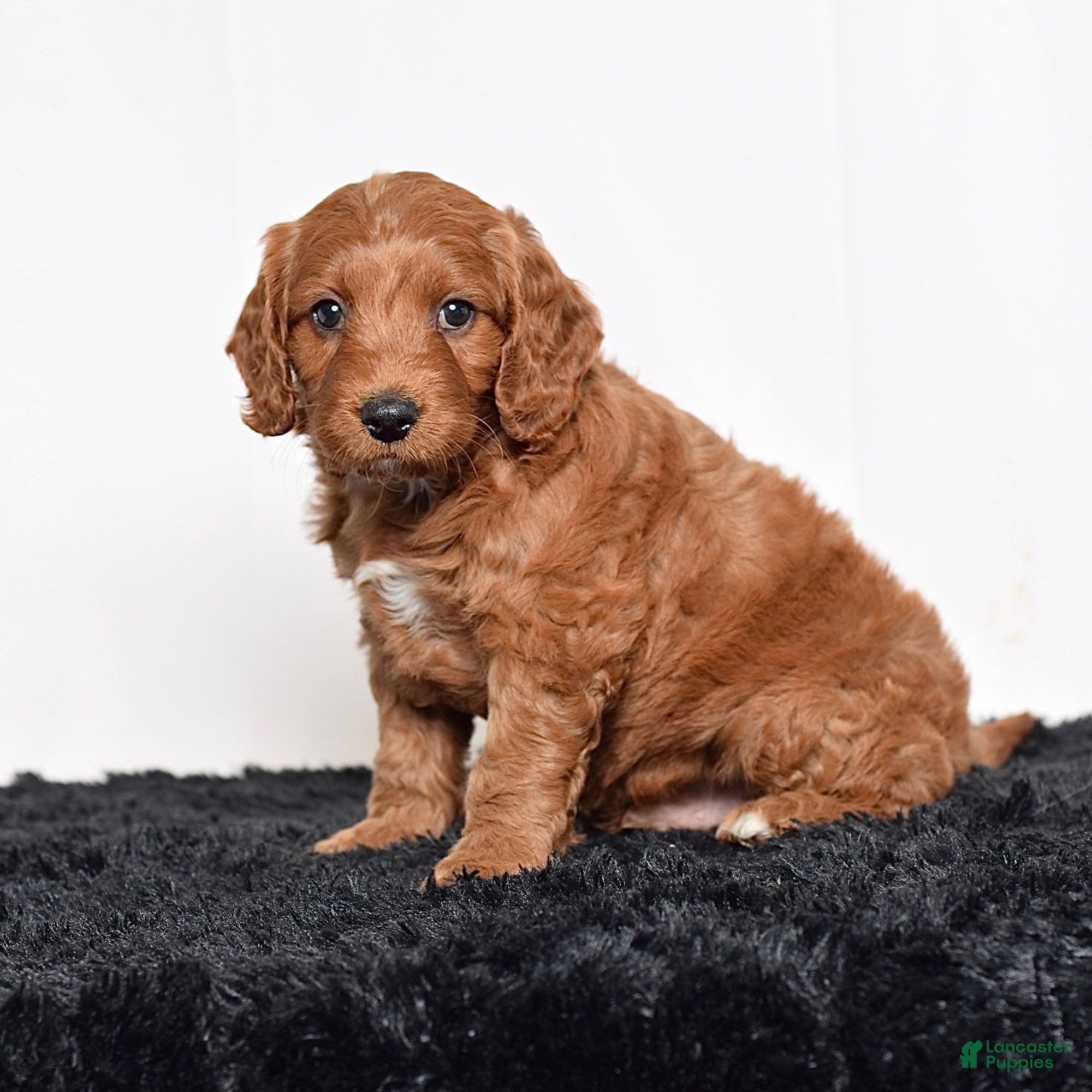 Mini Goldendoodle dogs for sale:  Marshal - Ad 2