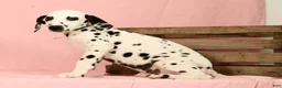 Dalmatian dogs for sale: Roscoe - Ad 8