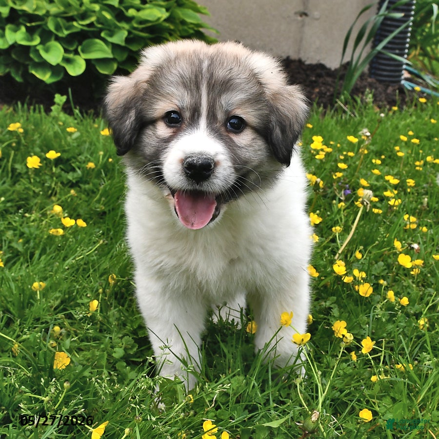 Mixed Breed dogs Thane - Ad 1